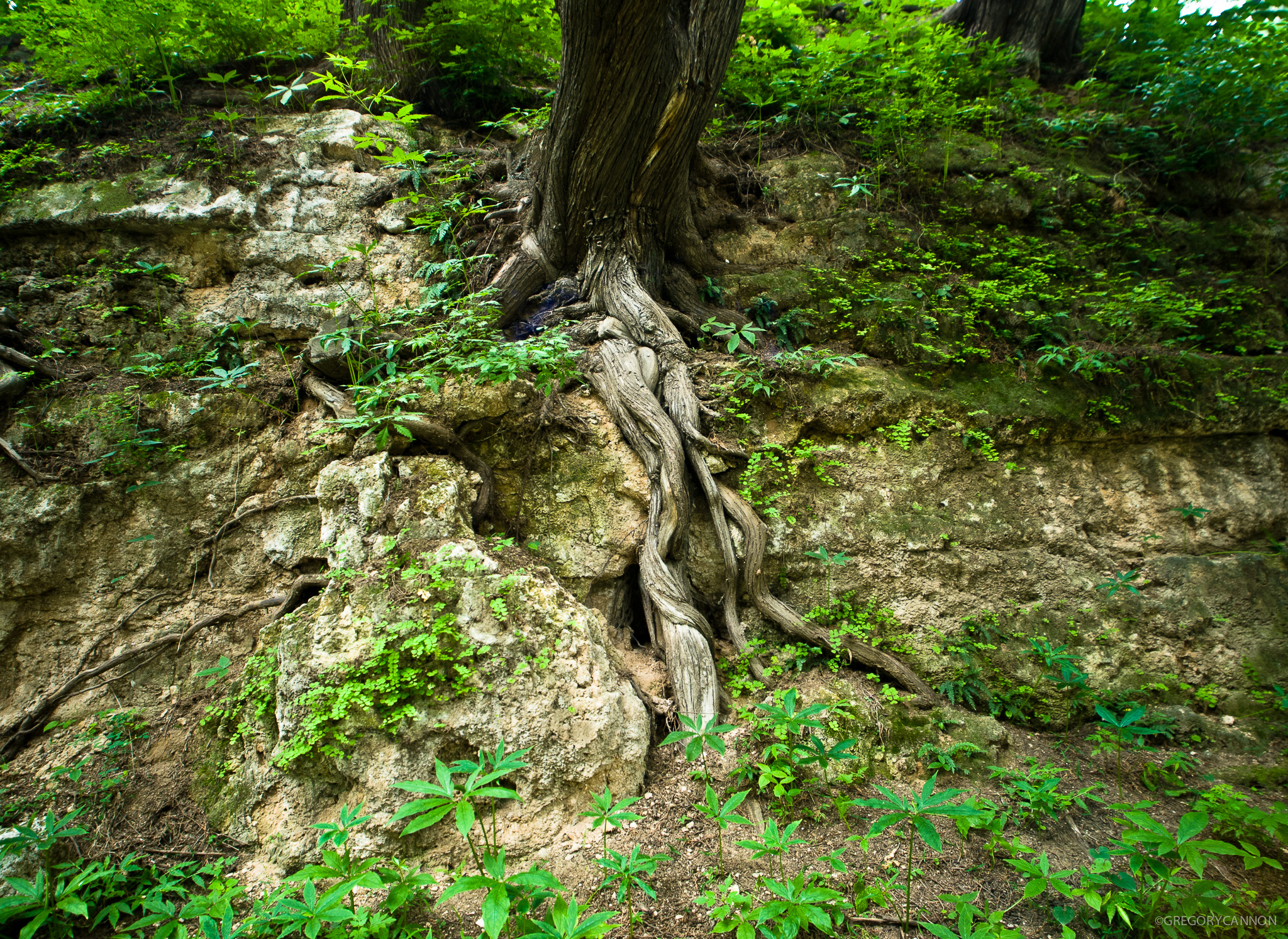 Tree roots